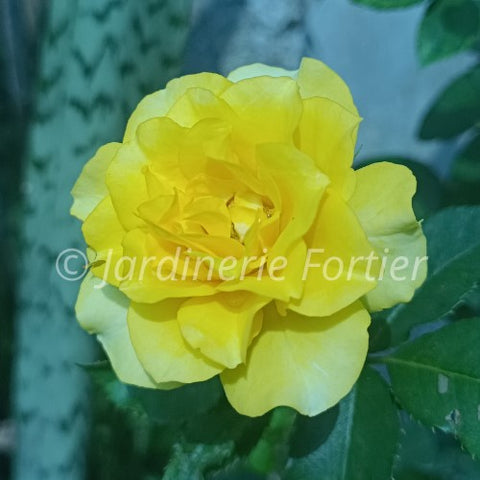 Rosier rustique "Yukon Sun"