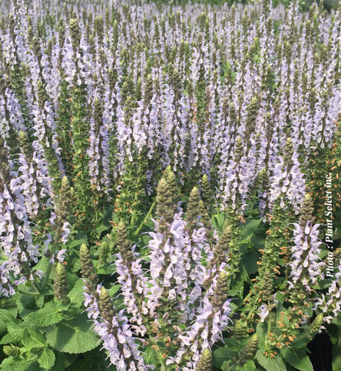 Salvia "Bumblesky"