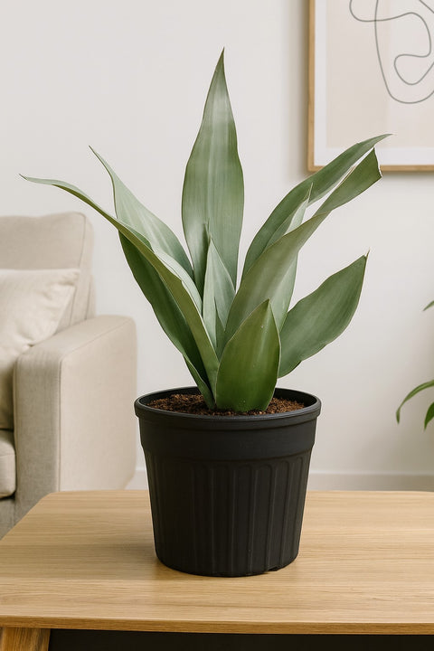 Plante d'intérieur "Sansevieria Moonshine"