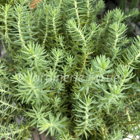 Sédum "Blue Surge"