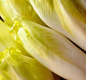 Semence de "Chicorée Endive de Bruxelle" - Bio - Écoumène