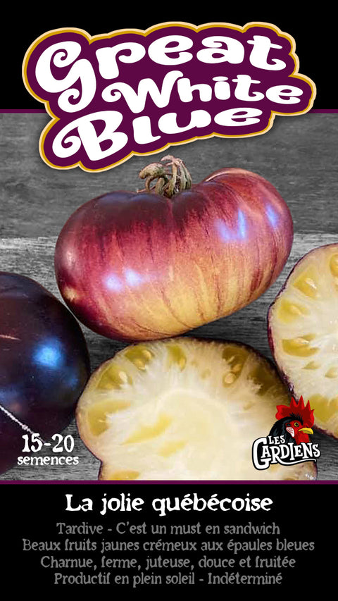 Semence de "Tomate Great White Blue"