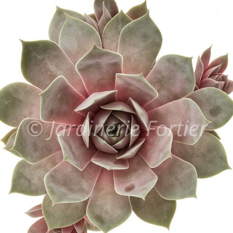 Sempervivum C. C. "Giant Steel Appeal"