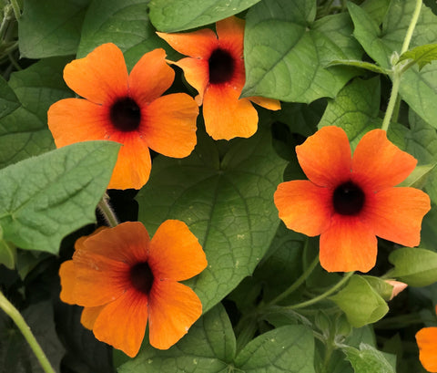 Thunbergia Arizona glow