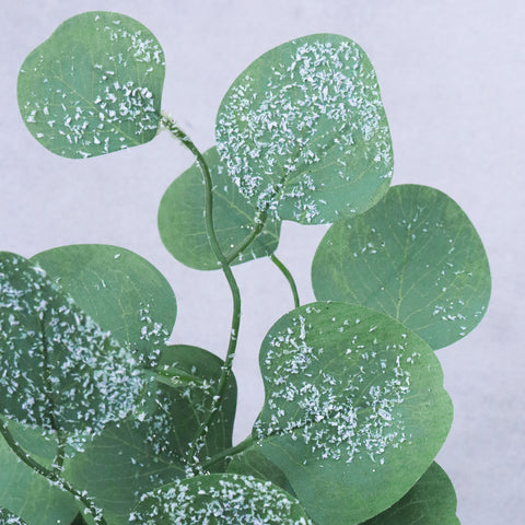 Tige d'eucalyptus enneigé