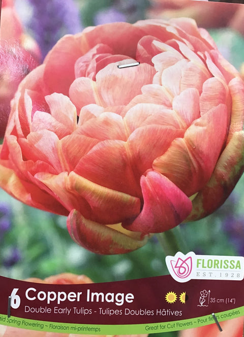 Bulbe de Tulipe "Copper Image"