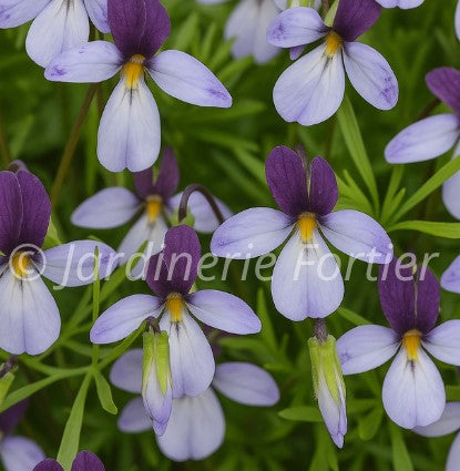 Viola pedata "Eco Artist Palette"