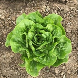 Semence de "Mélange salade mini romaine" Biologique