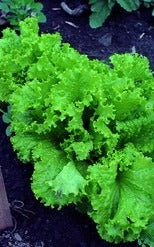 Semence de "Laitue frisée vert enrobée"