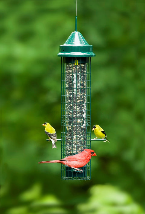Mangeoire d'oiseaux classique