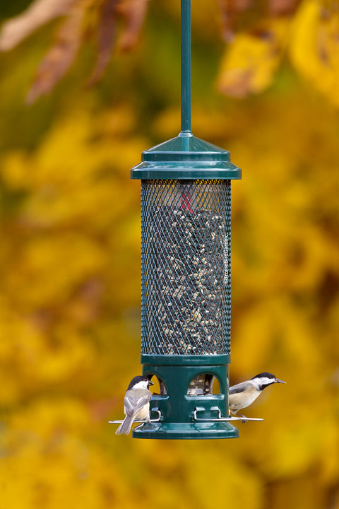 Mangeoire d'oiseaux sauvages