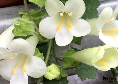 Lophospermum blanc