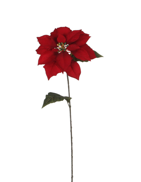 Tige de fleur de poinsettia