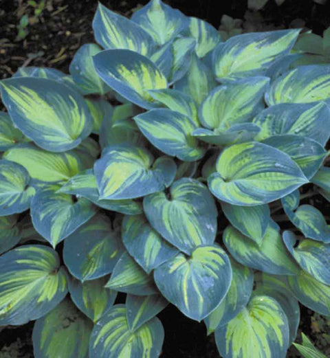 Hosta "June"
