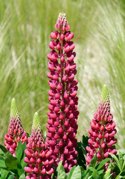 Lupin "Mini Gallery Red"