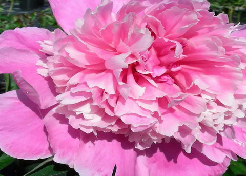 Pivoine lactiflora "Sarah Bernahardt"