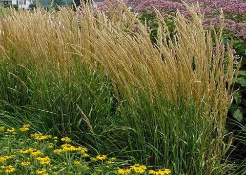 Calamagrostis acutiflora "Karl Foerster"