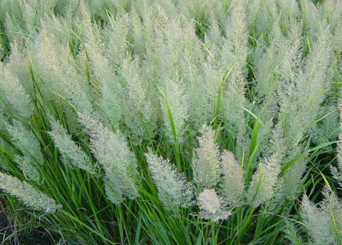 Calamagrostis "Brachytricha"