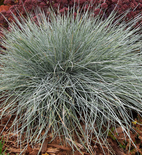 Festuca "Beyond Blue"