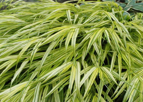 Hakonechloa macra "Aureola"