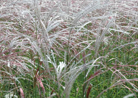 Miscanthus sinensis "Kleine Fountain"