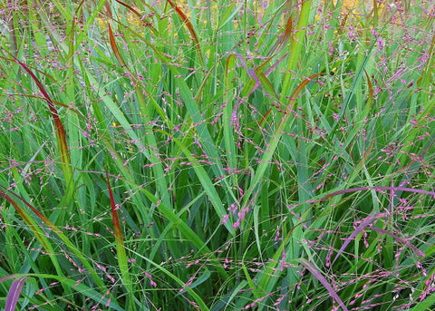 Panicum virgatum "Shenandoah"