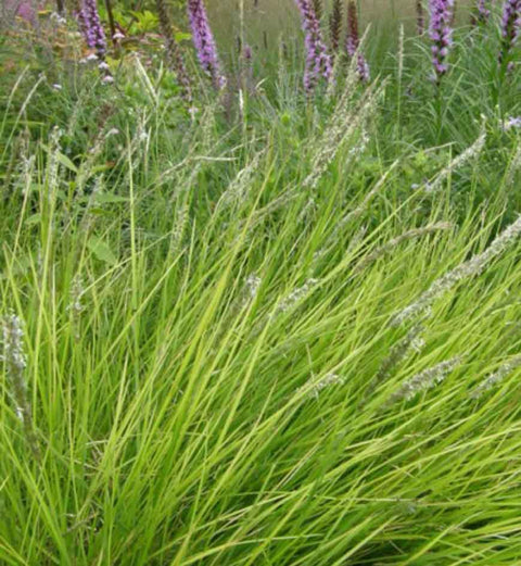 Sesleria "Autumnalis"