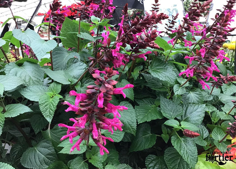 Salvia Rockin Fuchsia