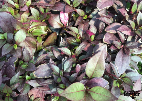 Alternanthera little ruby