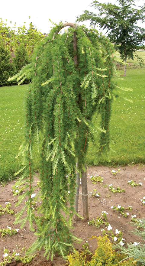 Mélèze Decidua Pendula sur tige