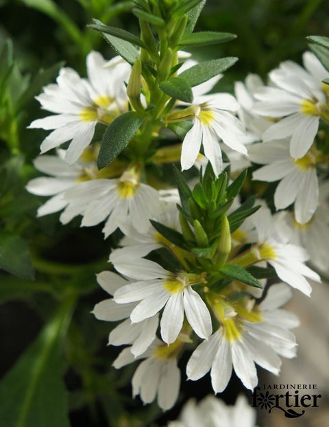 Scaevola blanc