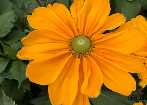 Rudbeckia Amarillo gold