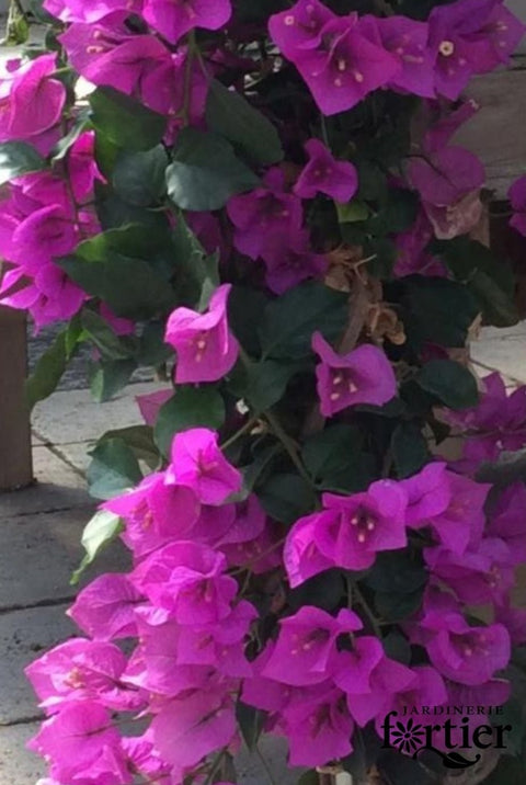 Bougainvillier mauve