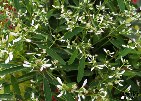 Euphorbia Diamond Frost