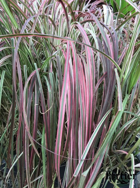 Pennisetum Fireworks