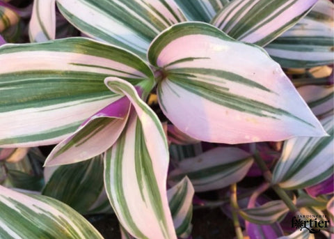Plante d'intérieur "Tradescantia"