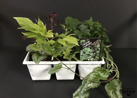 Plantes en mélange (Feuillages)