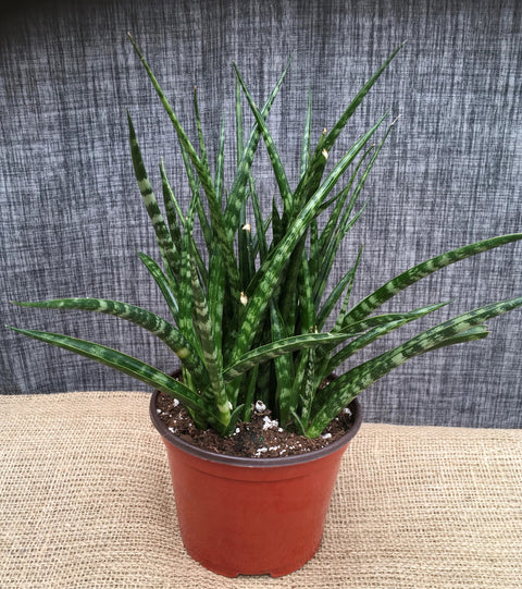Plante d'intérieur "Sansevieria Fernwood Mikado"