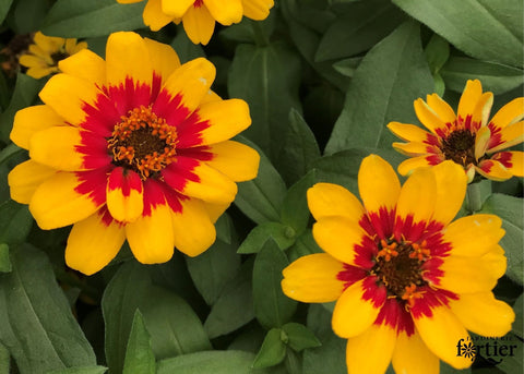 Zinnia profusion red yellow bicolor