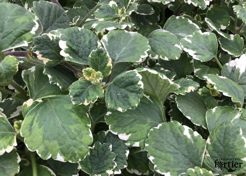 Plectranthus retombant