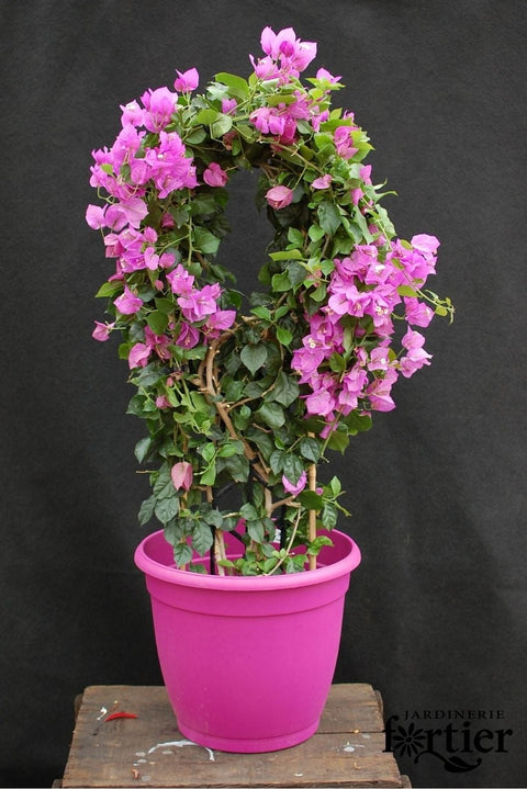Bougainvillier mauve