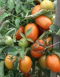 Semence de "Tomate italienne plum regal" enrobée