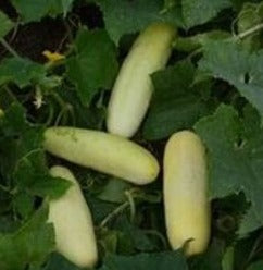 Semence de "Concombre Martini blanc" non traité