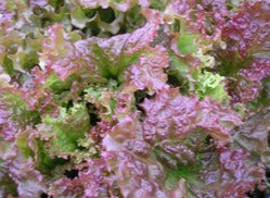 Semence de "Laitue frisée rouge new red fire" enrobée