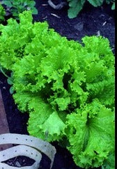 Semence de "Laitue frisée verte" sur ruban