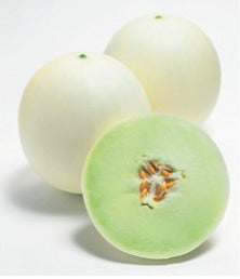 Semence de "Melon miel honeycomb"
