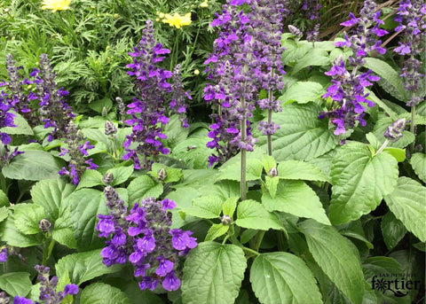 Salvia Mysty