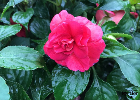 Impatiens double rouge