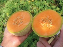 Semence de "Cantaloup"