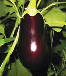 Semence "d'Aubergine pot black" non traité